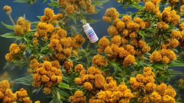 Coping with Seasonal Changes: The Rise of CBD Propolis Throat Spray