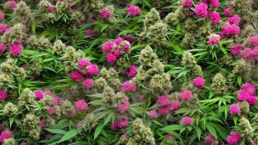 Global Cannabis Updates: Japan, Italy, and Germany Take Center Stage