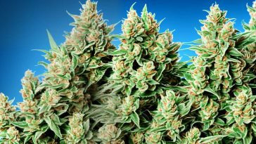 Uruguay Introduces New Marijuana Strain Épsilon in Pharmacies